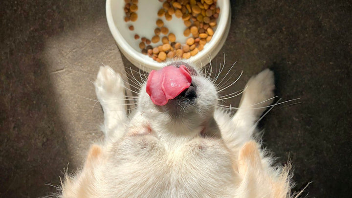 Perro lamiéndose el hocico junto a su cuenco de comida casi vacío