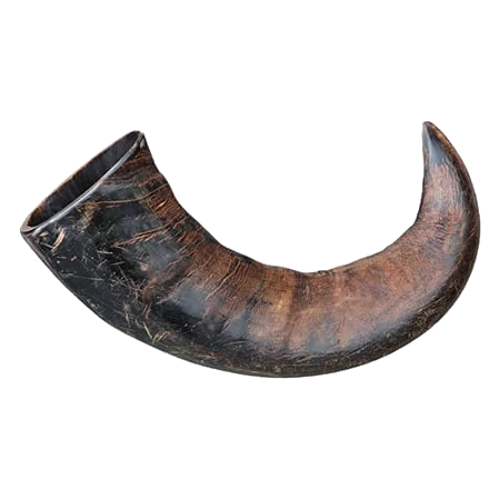 Corno di bufalo da masticare per cani, 15 e 20 cm