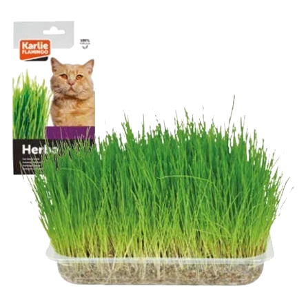 Erba per gatti, 100 g