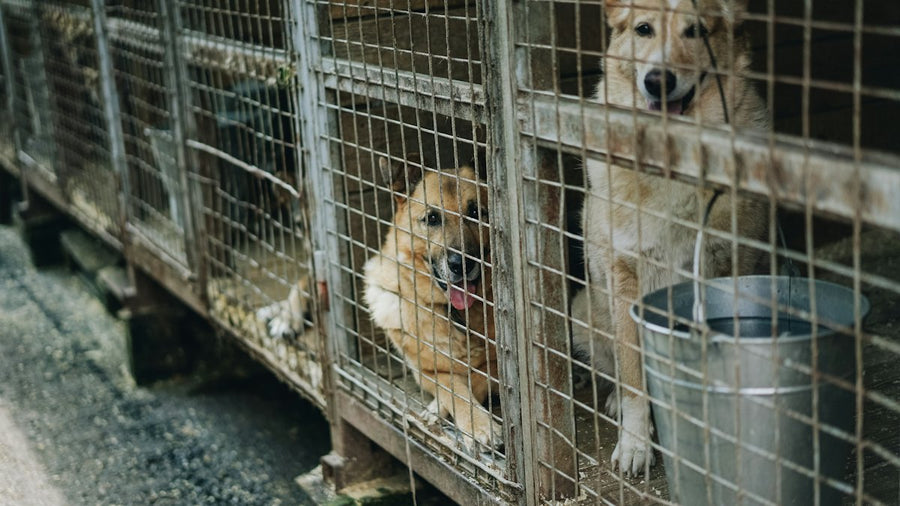 Perros en recintos de un criadero