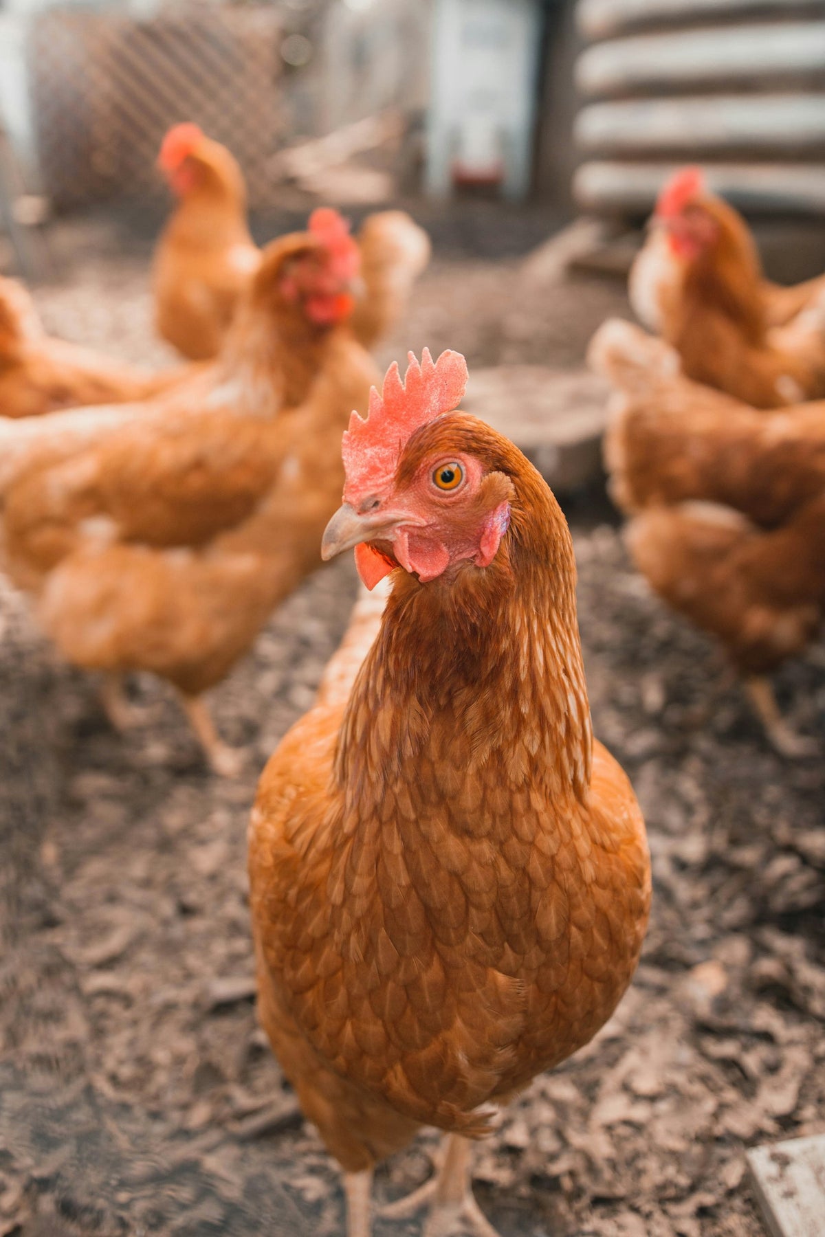 Gallina marrón en una granja, imagen sobre la gripe aviar en España