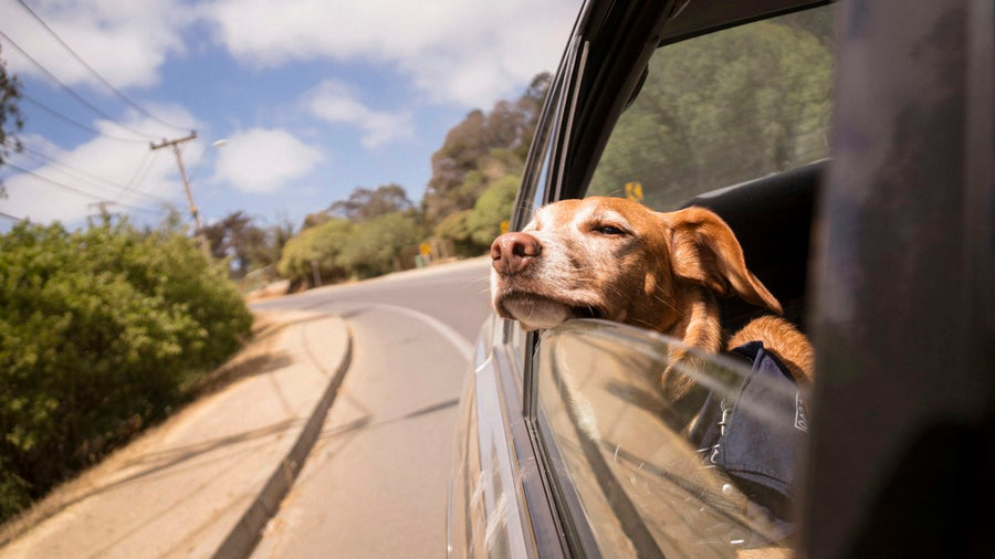 Perro apoyado en la ventanilla del coche