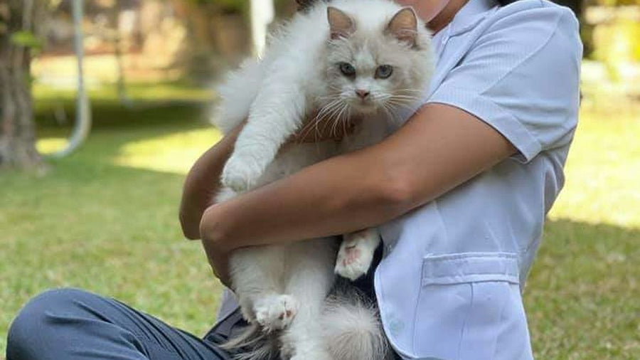 Mujer sosteniendo un gato blanco de pelo largo