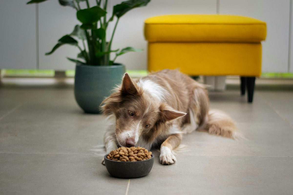 Perro blanco y marrón comiendo pienso de su comedero