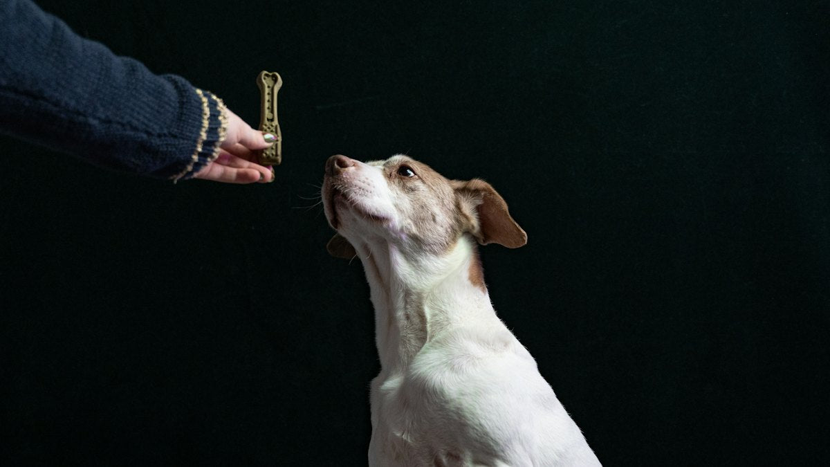 Persona dando comida a su perro