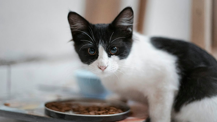Gato blanco y negro comiendo de un cuenco