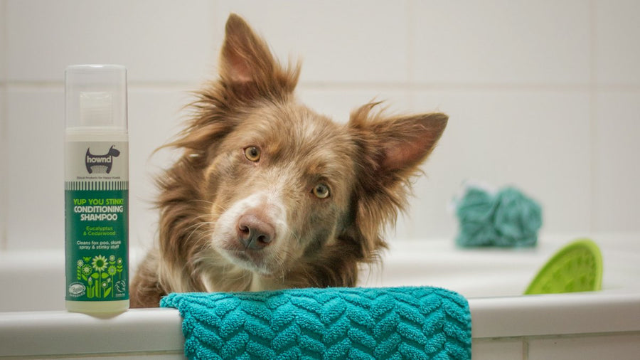 Perro sentado en la bañera junto a una toalla