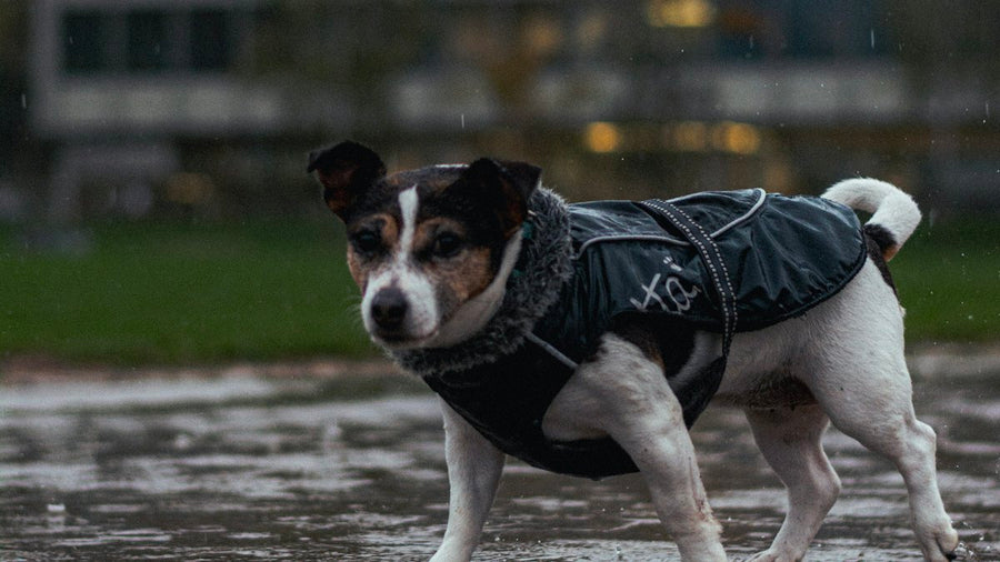 Perro pequeño con chaqueta en un día de lluvia