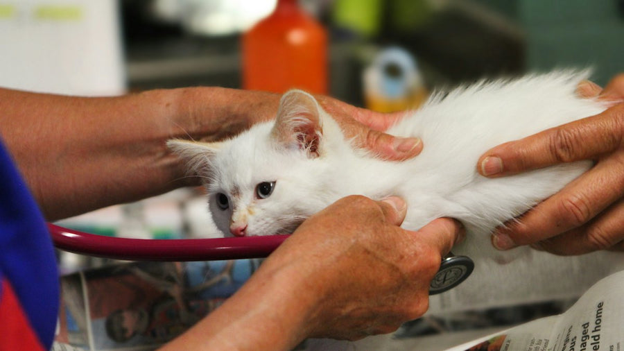 Gatito blanco examinado por un veterinario