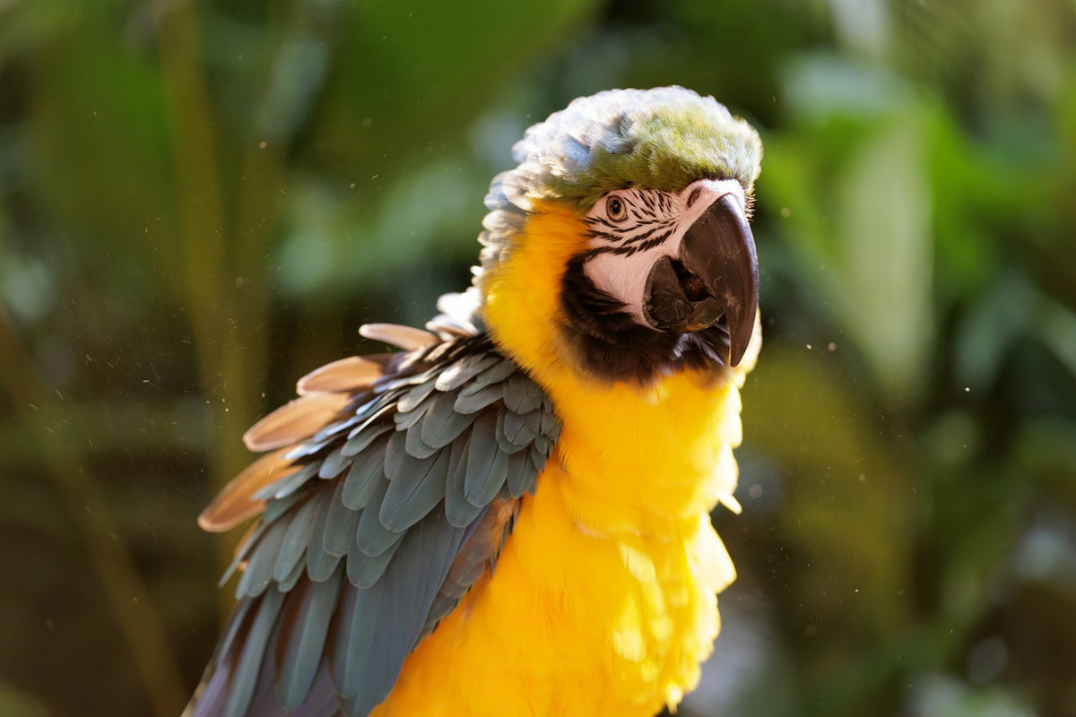 Guacamayo azul y amarillo, un ave afectada por el listado positivo de mascotas
