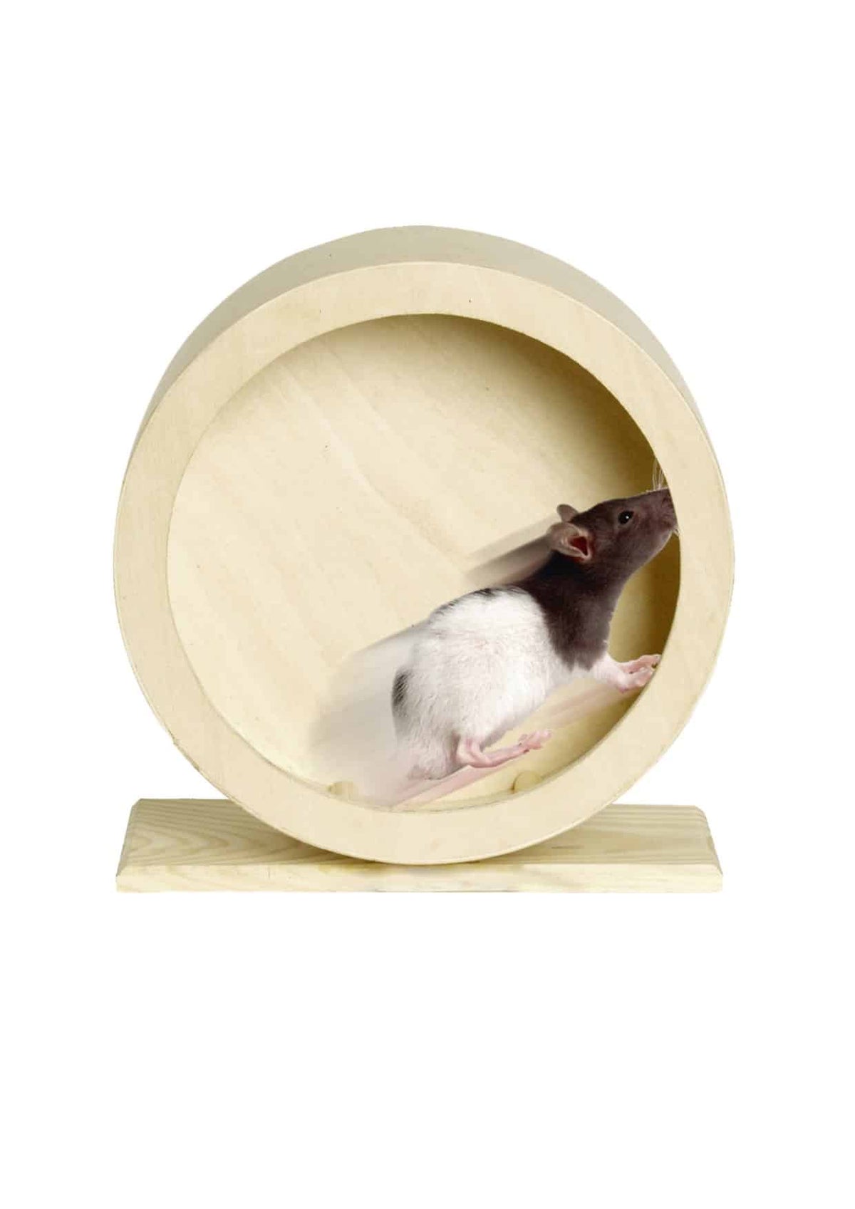 Ruota in legno Danco per roditori, diametro 29 cm – immagine 2