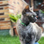 Collare per gatti Dukier Nigiri – immagine 2