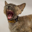 Collare per gatti Dukier animalier – immagine 2