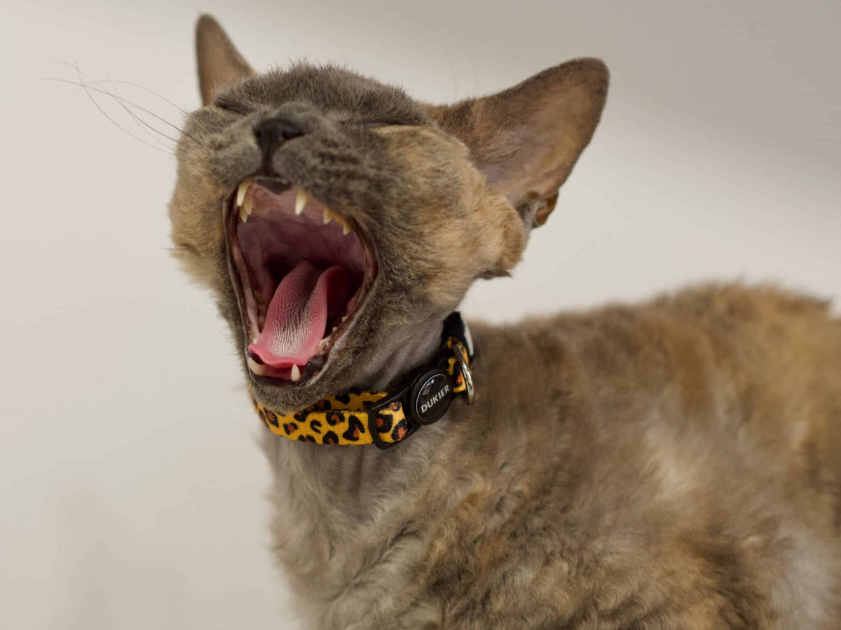 Collare per gatti Dukier animalier – immagine 2