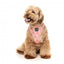 Pettorina per cani in lycra traspirante FuzzYard Pink Lemonade