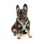 Pettorina step-in per cani FuzzYard Carioca traspirante