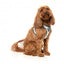 Pettorina step-in per cani FuzzYard Carioca traspirante