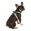 Pettorina step-in per cani FuzzYard Carioca traspirante