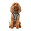 Pettorina step-in per cani FuzzYard Fitzroy traspirante e riflettente