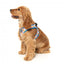 Pettorina step-in per cani FuzzYard Fresh Zest traspirante e riflettente