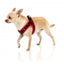 Pettorina step-in per cani FuzzYard Heartbreaker traspirante e riflettente