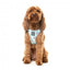Pettorina step-in per cani FuzzYard Mint Fizz traspirante e riflettente