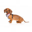 Pettorina per cani in lycra traspirante FuzzYard The Hive