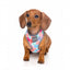 Pettorina per cani in lycra traspirante FuzzYard The Hive