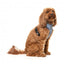 Pettorina per cani in lycra traspirante FuzzYard Thornbury Aegean Blue
