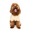 Felpa con cappuccio per cani FuzzYard Urban Buttermilk