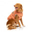 Cappottino imbottito in cotone per cani FuzzYard Ashbury pesca