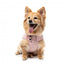 Bomber imbottito per cani FuzzYard rosa
