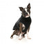 Gilet sherpa per cani FuzzYard Fitzroy nero