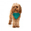 Gilet sherpa per cani FuzzYard Fitzroy verde