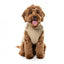 Giubbotto per cani con pettorina FuzzYard Horizon tortora