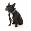 Collare in neoprene per cani FuzzYard Ahoy There! (taglia XS)