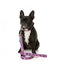 Collare in neoprene per cani FuzzYard Fiesta (taglia S)