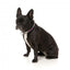 Collare in neoprene per cani FuzzYard Fiesta (taglia XS)