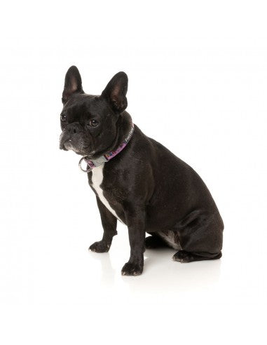 Collare in neoprene per cani FuzzYard Fiesta (taglia XS)