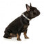 Collare in neoprene per cani FuzzYard Go Bananas (taglia L)