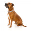Collare in neoprene per cani FuzzYard LL Cool Jaw (taglia M)