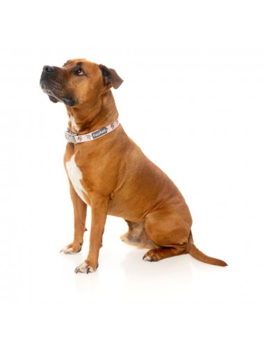 Collare in neoprene per cani FuzzYard LL Cool Jaw (taglia M)