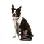 Collare in neoprene per cani FuzzYard Savanna (taglia L)