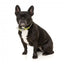 Collare in neoprene per cani FuzzYard Sk8ter Gator (taglia S)