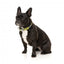 Collare in neoprene per cani FuzzYard Sk8ter Gator (taglia XS)