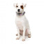 Collare in neoprene per cani FuzzYard Bubblegum Burst (taglia M)