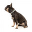 Collare in neoprene per cani FuzzYard Carioca (taglia M)