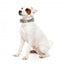 Collare in neoprene per cani FuzzYard Carioca (taglia S)