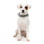 Collare in neoprene per cani FuzzYard Fitzroy (taglia S)