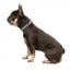 Collare in neoprene per cani FuzzYard Fitzroy (taglia S)